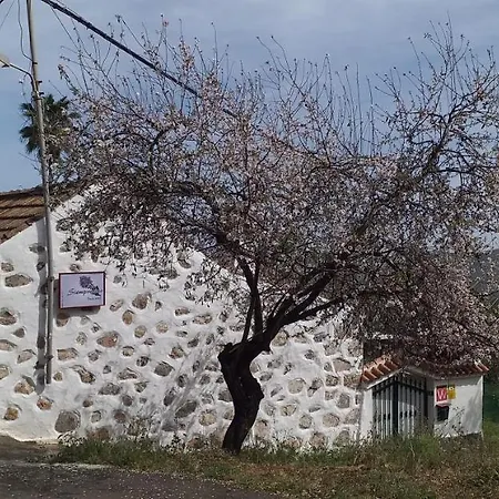 Siempreviva * Las Palmas de Gran Canaria